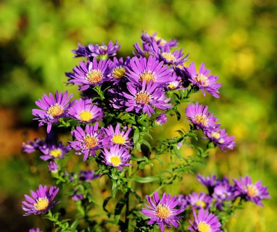 Aster photo of flowers
